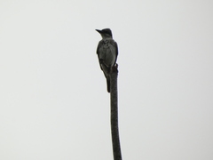 Tyrannus dominicensis
