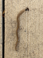 Bipalium vagum