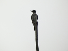 Tyrannus dominicensis