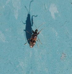 Pseudopamera nitidula