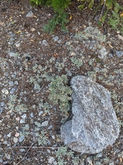 Artemisia tridentata