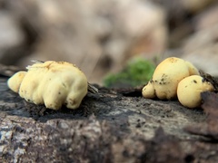 Thuemenella