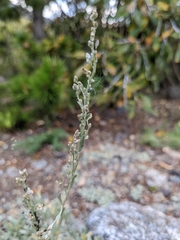 Artemisia tridentata