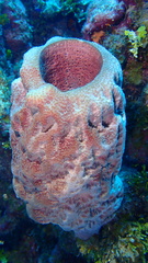 Ircinia