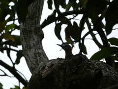 Melanerpes radiolatus