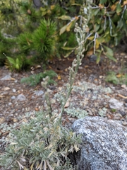 Artemisia tridentata