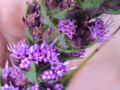 Liatrinae