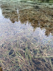 Sparganium fluctuans