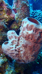 Ircinia