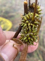 Sparganium fluctuans