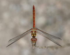 Sympetrum striolatum