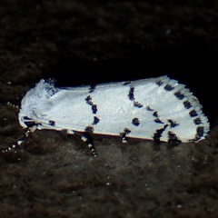Grotella binda
