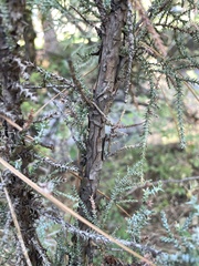 Juniperus occidentalis