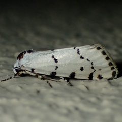 Grotella binda