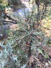Juniperus occidentalis