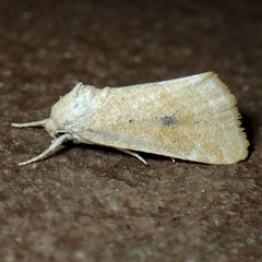 Trichocosmia inornata