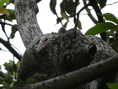 Melanerpes radiolatus