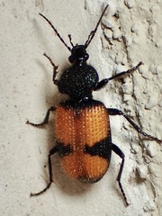 Panagaeus sallei