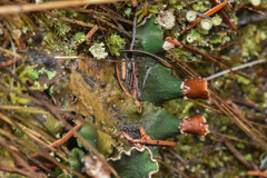 Peltigera malacea