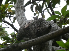 Melanerpes radiolatus