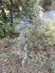 Juniperus occidentalis