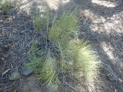 Ephedra viridis