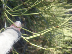 Ephedra viridis