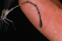 Argia lugens