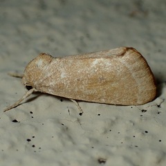 Trichocosmia inornata