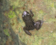 Dendrobatoidea