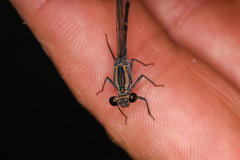 Argia lugens