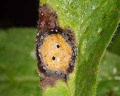 Botryosphaeria dothidea