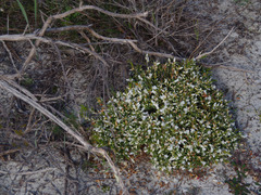 Astroloma xerophyllum