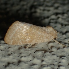 Trichocosmia inornata