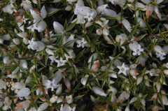 Astroloma xerophyllum