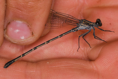 Argia lugens