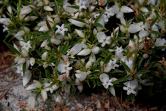 Astroloma xerophyllum