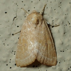 Trichocosmia inornata