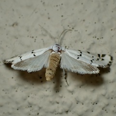Grotella binda