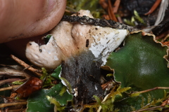 Peltigera malacea