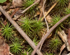 Polytrichum juniperinum