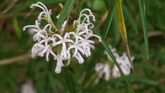 Grevillea linearifolia