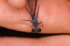 Argia lugens