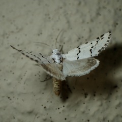 Grotella binda