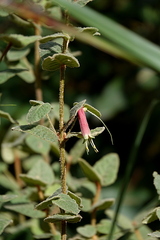 Correa reflexa reflexa