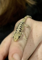 Lepidodactylus lugubris