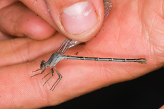 Argia lugens
