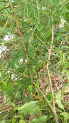 Grevillea linearifolia