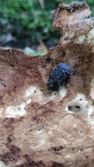 Bolitotherus cornutus