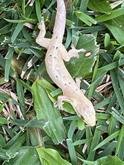 Lepidodactylus lugubris